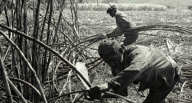 Cane cutters