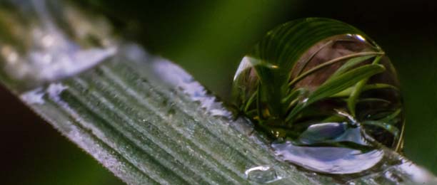 Wassertropfen auf blatt 612 x 260